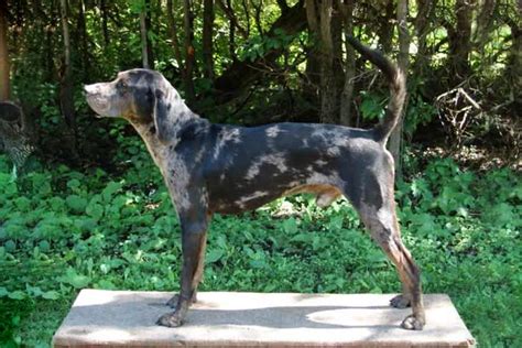 american leopard hound.